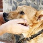 SASHA, ayúdale a confiar.
