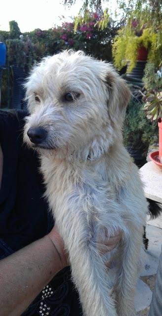 Adopción para el precioso Golfo!!! (Murcia)‏