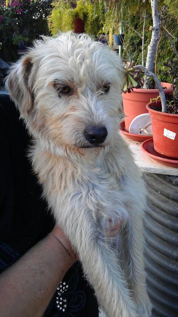 Adopción para el precioso Golfo!!! (Murcia)‏