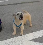 LOLO, perrito raza peque, su dueña ha muerto y el marido no lo quiere. (ALICANTE) MUY URGENTE!!