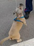 LOLO, perrito raza peque, su dueña ha muerto y el marido no lo quiere. (ALICANTE) MUY URGENTE!!