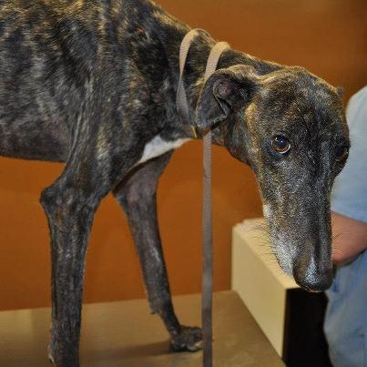 Foto: Este es Conguito, un galgo de unos 7 años que acabamos de rescatar. Esta famelico, completamente deshidratado, lleno de heridas infectadas y con una diarrea de muerte. Los colmillos uno partido y  otro arrancado. No sabemos de donde ha salido, ni como ha llegado a este estado, pero tenemos claro que vamos a hacer todo lo posible por salvarlo y encontrarle la mejor casa. Pese a su estado quiere que le hagas mimitos, y te mira con esos ojitos... Por favor, necesitamos ayuda para pagar sus gastos, y por supuesto una casa de acogida para que pueda recuperarse. Se merece  vivir !!!  Videos: http://youtu.be/QowazzT568M http://youtu.be/YDYiyK58tAc http://youtu.be/Z3bir_-L_3I  Contacto: sosperrerabadajoz@gmail.com