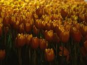 manicomio llenó flores