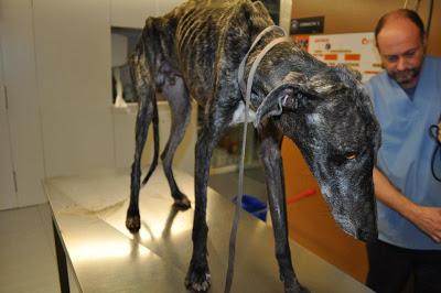 Seguimos con las atrocidades de los galgueros, otro desecho más...