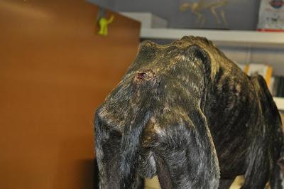 Seguimos con las atrocidades de los galgueros, otro desecho más...