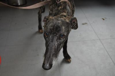 Seguimos con las atrocidades de los galgueros, otro desecho más...