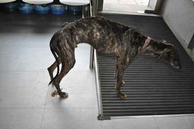 Seguimos con las atrocidades de los galgueros, otro desecho más...