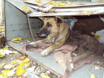 Perra encadenada en un chamizo de mala muerte. El agua que tiene para beber esta verde. (Madrid)