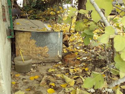 Perra encadenada en un chamizo de mala muerte. El agua que tiene para beber esta verde. (Madrid)
