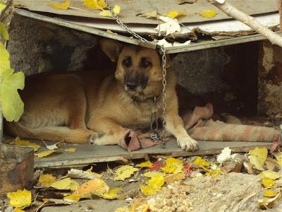 Perra encadenada en un chamizo de mala muerte. El agua que tiene para beber esta verde. (Madrid)