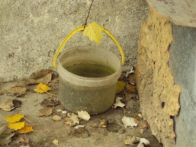 Perra encadenada en un chamizo de mala muerte. El agua que tiene para beber esta verde. (Madrid)