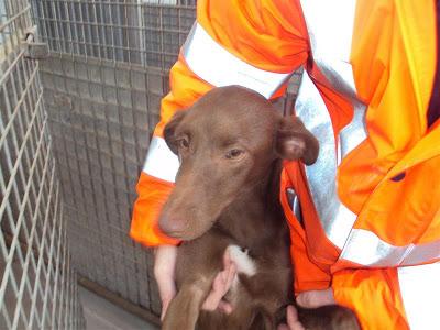 Pipa, una preciosa podenquita que lleva dos meses en la perrera. (Madrid)