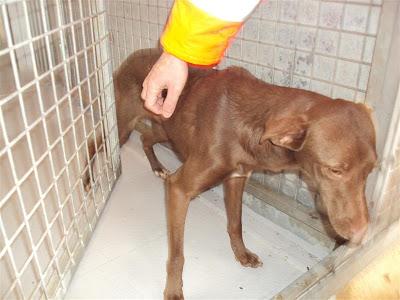 Pipa, una preciosa podenquita que lleva dos meses en la perrera. (Madrid)