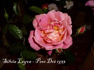 Roses a la tardor (III): algunas rosas de la familia Dot