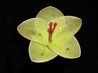 El deseo de la flor verde