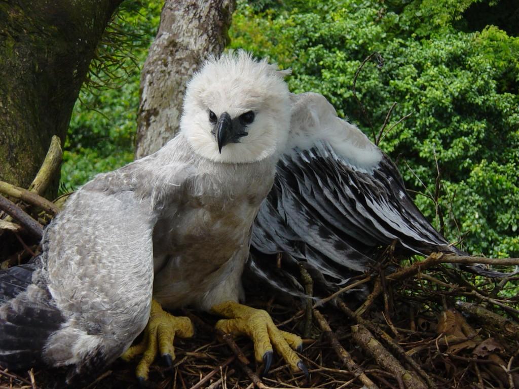 Provita presenta WikiEVA, herramienta didáctica para la  conservación