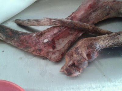 S.O.S!! GALGA UTILIZADA COMO SPARRING!!