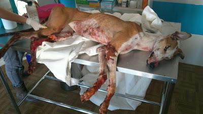 S.O.S!! GALGA UTILIZADA COMO SPARRING!!