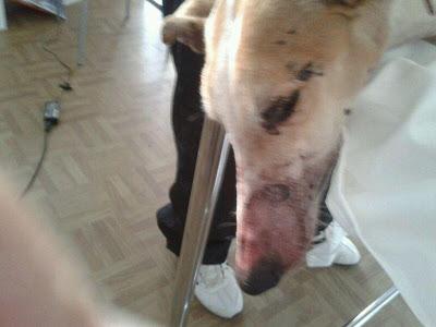 S.O.S!! GALGA UTILIZADA COMO SPARRING!!