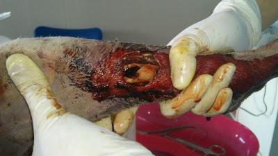 S.O.S!! GALGA UTILIZADA COMO SPARRING!!