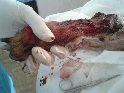 S.O.S!! GALGA UTILIZADA COMO SPARRING!!