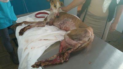 S.O.S!! GALGA UTILIZADA COMO SPARRING!!