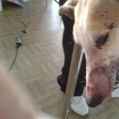 Foto: S.O.S!! GALGA UTILIZADA COMO SPARRING!! Esta en la protectora Aprenda de Écija (Sevilla)  Volvemos a tener un caso terrible. Hoy nos llamaron desde un club privado para decirnos que había una galga en muy mal estado. Cuando fuimos hasta allí no lo podíamos creer, su estado es terrorífico, presenta muchísimas fracturas. Le han curado varias heridas, pero ahora mismo la estamos trasladando al Hospital Veterinario de Córdoba donde nos dirán que tiene exactamente y cuanto nos costará salvarla de este sufrimiento.  En principio, la veterinaria nos ha dicho que las fracturas son por peleas de perro. Seguramente los sádicos maltratadores la utilizaron como sparring para las peleas de perros.  No podemos más, son muchísimos los casos, necesitamos que las autoridades hagan algo ya, NO MIREIS PARA OTRO LADO! denunciar las peleas de perro, los galgueros y cazadores que maltratan a sus galgos. POR FAVOR! Es un horror.  Os dejamos nuestros datos bancarios por si podéis ayudarnos a sufragar los gastos veterinarios.  Hoy nos dirán exactamente lo que tiene y el presupuesto.  Concepto: Ayuda Galga Sparring Número de cuenta: 2090-1725-72-0200017292 (Caja Mediterráneo)  PARA TRANSFERENCIAS INTERNACIONALES:  IBAN: ES10 2090 1725 7202 0001 7292 Código BIC: CAAMES2A  PAYPAL: manuelsanchez@aprendaaquererlos.org  Muchas gracias, sin vosotros sería imposible. Se encuentra en la protectora Aprenda de Écija (Sevilla)  ACTUALIZACION 22/11/2012: Cuadro clínico:Neumotorax, hemorragia abdominal con posible hematoma del bazo, fractura de tibia y perone de la extremidad post izquierda, valorar perdida de tendones y ligamentos de extremidad anterior izquierda. Tiene muchas heridas de bocados y sobretodo, muchas heridas provocadas por haber sido arrastrada, presenta muchas quemaduras y en muchos sitios le falta piel.