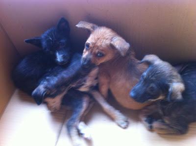 Cachorritos encontrados en un contenedor de basura. (Sevilla)