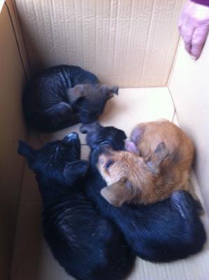Cachorritos encontrados en un contenedor de basura. (Sevilla)