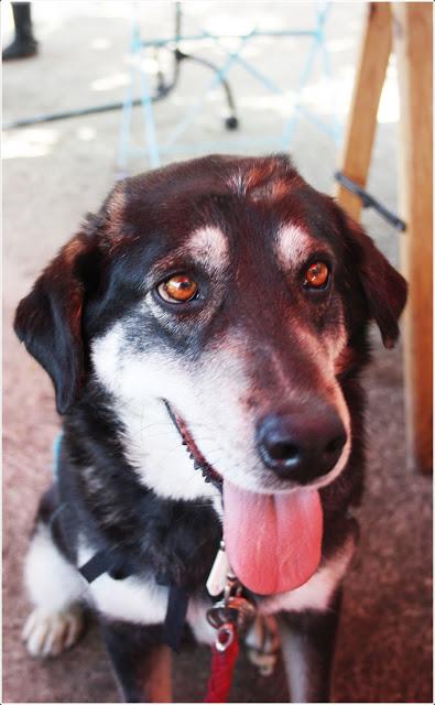 LOBA ya ha sufrido demasiado!!!‏