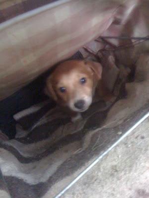 Urgente, perra muy embarazada, papá y cachorro en la calle!! (Murcia)