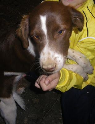 LENNON Y JAGGER CACHORROS DE DOS MESES ABANDONADOS. (HUELVA)
