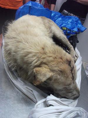 GRAVISIMO ESTADO DE ESTA SHARPEI. (SEVILLA) FALLECIDA!!