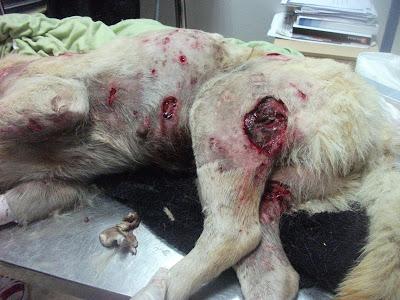 GRAVISIMO ESTADO DE ESTA SHARPEI. (SEVILLA) FALLECIDA!!