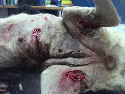 GRAVISIMO ESTADO DE ESTA SHARPEI. (SEVILLA) FALLECIDA!!