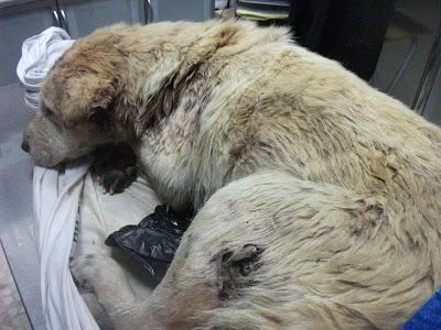 GRAVISIMO ESTADO DE ESTA SHARPEI. (SEVILLA) FALLECIDA!!