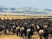 Molidocumentales: ñus.