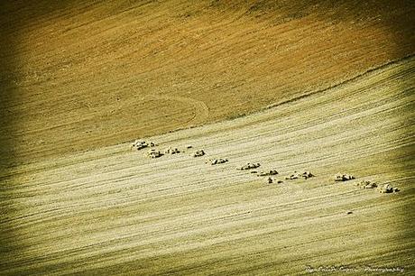 Ruta Las Tuerces (Palencia)