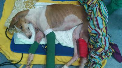 ACTUALIZACIÓN DE LA GALGA UTILIZADA COMO SPARRING.