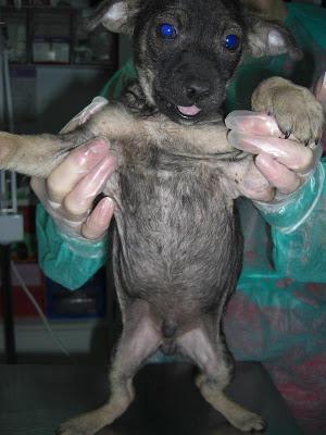Cachorritos del contenedor de basura, necesitan acogida o adopción.