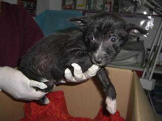 Cachorritos del contenedor de basura, necesitan acogida o adopción.
