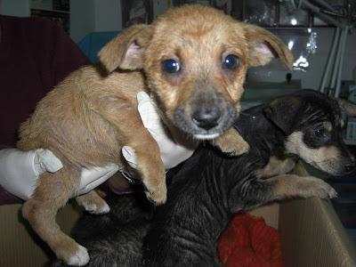 Cachorritos del contenedor de basura, necesitan acogida o adopción.