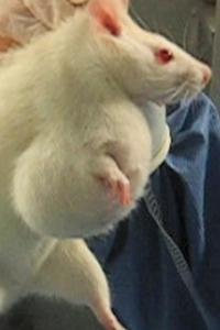 OGM: la guerra secreta para desacreditar el estudio Séralini OGM: la guerra secreta para desacreditar el estudio Séralini