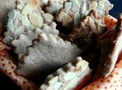 Galletas Spekulatius Almedras