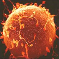 EMBARAZOS NATURALES DESPUÉS DE FIVET