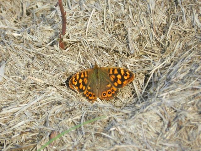 Carbonero y mariposa de los muros