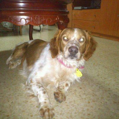 Foto: Trasgo es un perrito maravilloso que está buscando la familia de su vida. Fue abandonado en una perrera, de donde le hemos rescatado y ya vive con su casa de acogida en espera de encontrar su hogar definitivo. Trasgo es un bretón, tiene unos dos años y pesa unos 14 kilos.  Si quieres adoptarle, puedes ponerte en contacto con nosotros en adopciones@apamag.org o en el teléfono 644490072. Todos nuestros perros se entregan con su cartilla al día, todas sus vacunas, identificados, desparasitados, esterilizados y con contrato de adopción. APAMaG es una entidad sin ánimo de lucro cuyo objetivo final es la protección animal y el respeto hacia la vida animal www.apamag.org