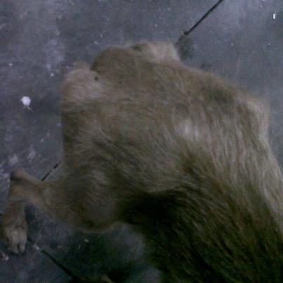 Foto: ACTUALIZACIÓN 24/11/12  Nadie, absolutamente nadie se ha interesado por estos tres podenquitos. Siguen en la misma situación. Están enfermos, desnutridos, malviviendo en la más absoiluta miseria y a todo el mundo le da igual.   CONTACTO: paky_lu@hotmail.com  Esto es lo que trae la cacería, cientos de animales abandonados cuando ya no sirven, da igual la edad, la raza o el sexo. Esto es un caso urgente, como todos, pero es terrible verlos así sabiendo por lo que están pasando. Son 3 podencos: un macho y dos hembras, todos muy jóvenes.  Están abandonados en un polígono industrial donde es común que hayan naves clandestinas donde los cazadores crían perros y los tienen sin ver la luz del sol, solo cuando los sacan a cazar, en condiciones infrahumanas y cuando no sirven, esto es lo que pasa: mendigan por la zona en los huesos cuando aún les queda aliento por sobrevivir.  El macho es muy asustadizo, por todo lo que habrá pasado, apenas se acerca. Las dos hembras son mucho más confiadas, como se ve en las fotos, llevaban una cadena al cuello que apenas les dejaba respirar…  Les pongo a diario comida, pero tengo muchos animales en casa recogidos de la calle y no doy abasto para más. Hay muchos como ellos, pero estos 3 podencos son un caso urgente, ya que acabarán muy mal, más si cabe de cómo están ya.  Por favor, una acogida para ellos, están en Córdoba. Si podéis asumir el caso, yo buscaría la manera de ponerlos a salvo mientras tanto, de recuperarlos, trasladarlos, pero no puedo quedármelos definitivamente en casa. Muchas gracias de antemano.  Contacto: paky_lu@hotmail.com