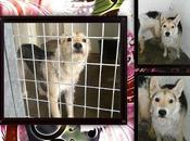 Spock, tiempo lleva perrera.