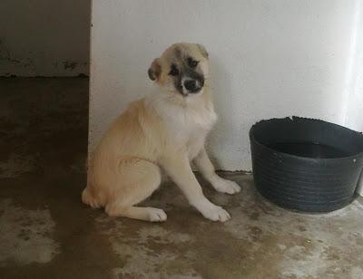 Tres pequeños en peligro: Braca aterrorizada, cachorro con mandibula torcida, y gata casera,3 historias para no dormir...